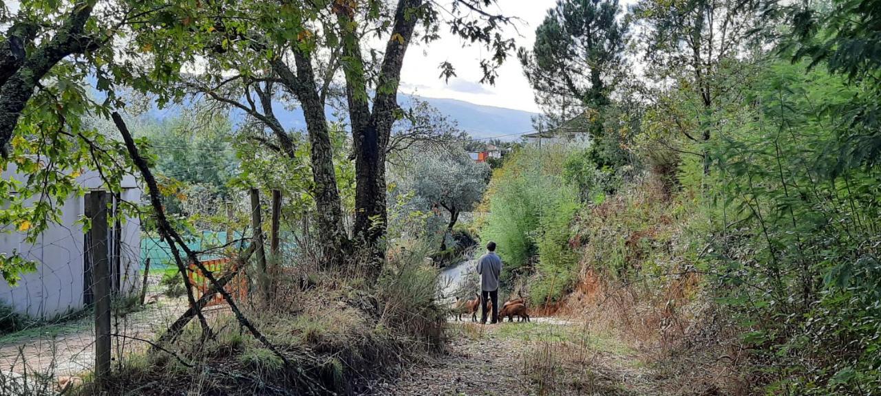 Adore Portugal Bungalow Natureza & Vista De Serra Lousã Dış mekan fotoğraf
